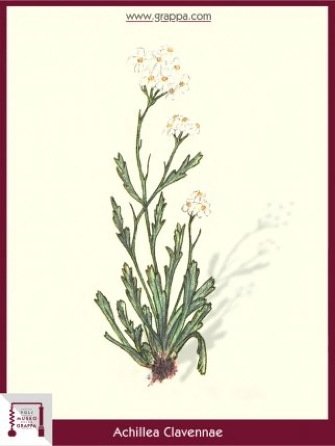 achillea_clavennae