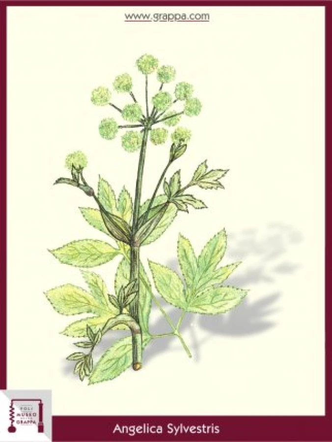 angelica_sylvestris