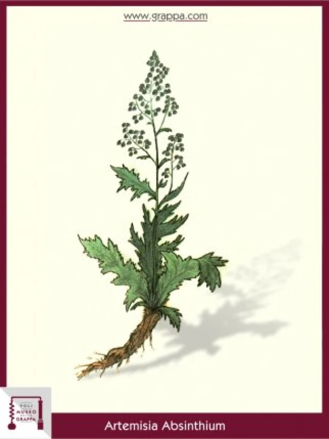 artemisia_absinthium