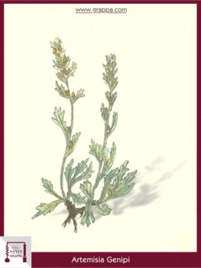 artemisia_genipi