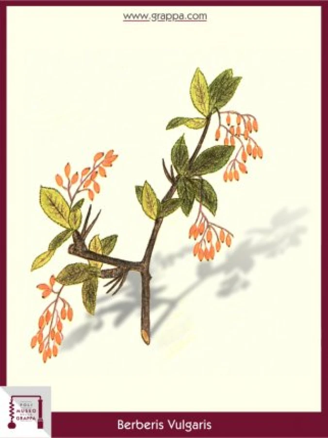 berberis_vulgaris