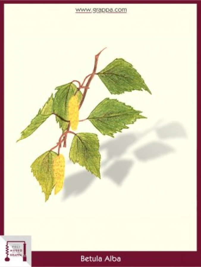 betula_alba