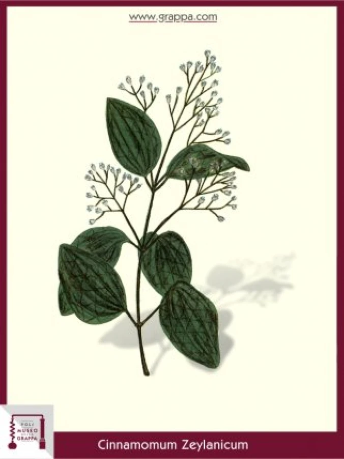 cinnamomum_zeylanicum