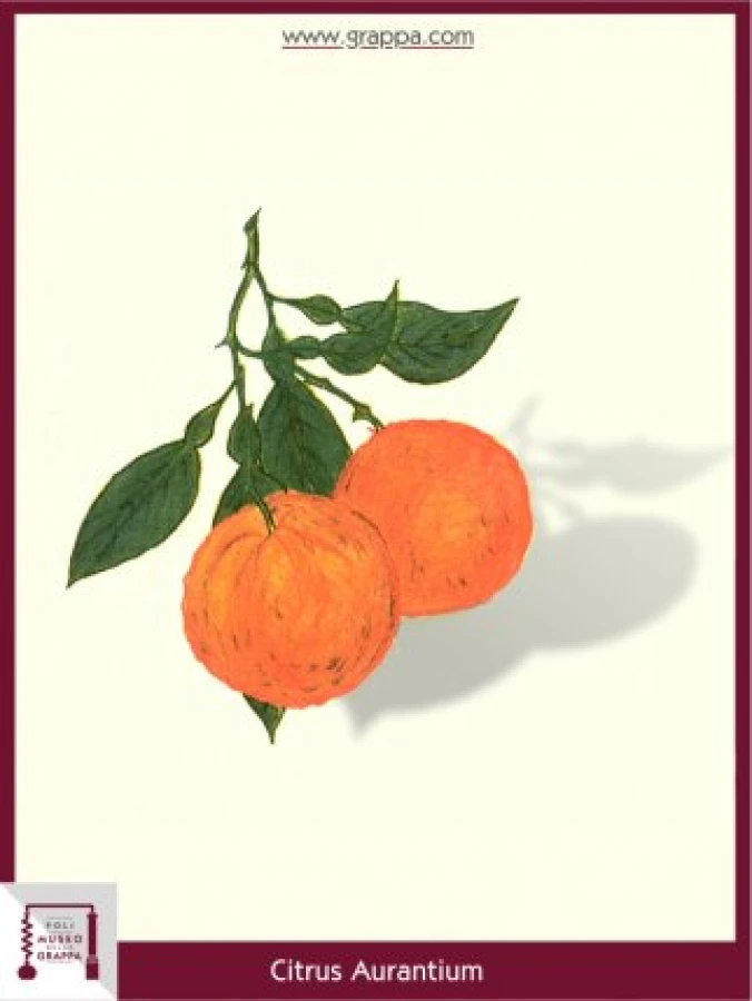 citrus_aurantium