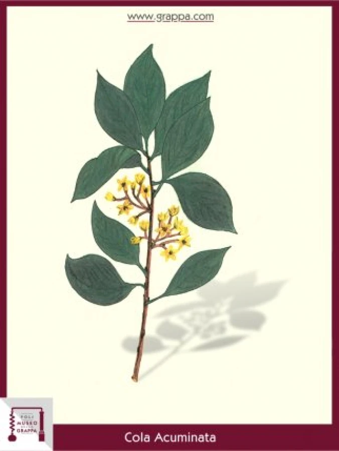 cola_acuminata