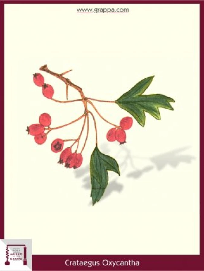 crataegus_oxycantha