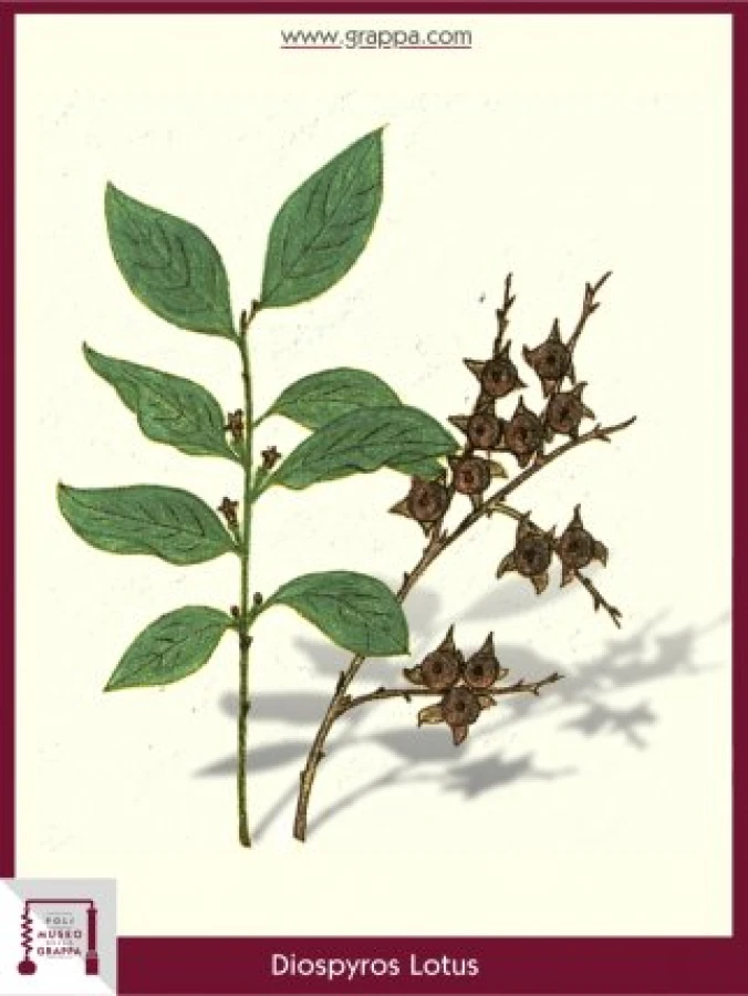 diospyros_lotus