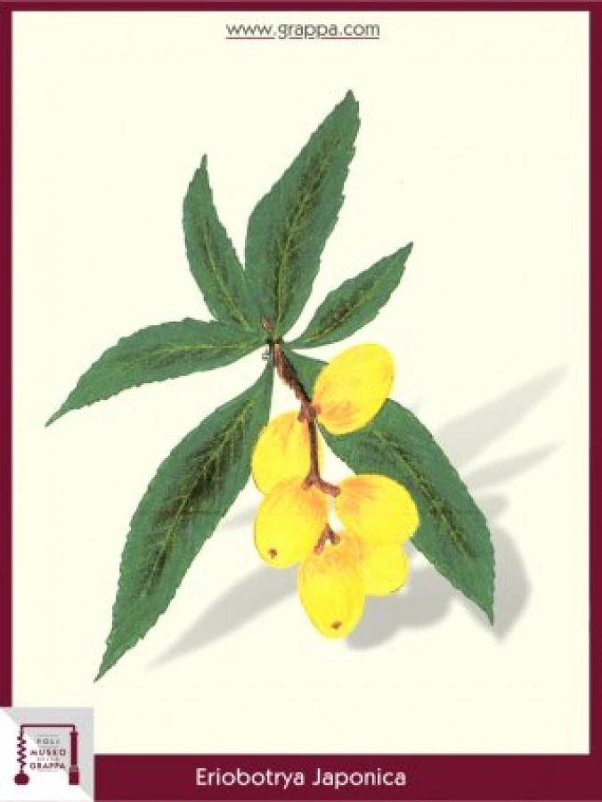 eriobotrya_japonica