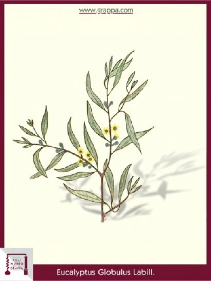 eucalyptus_globulus_labill