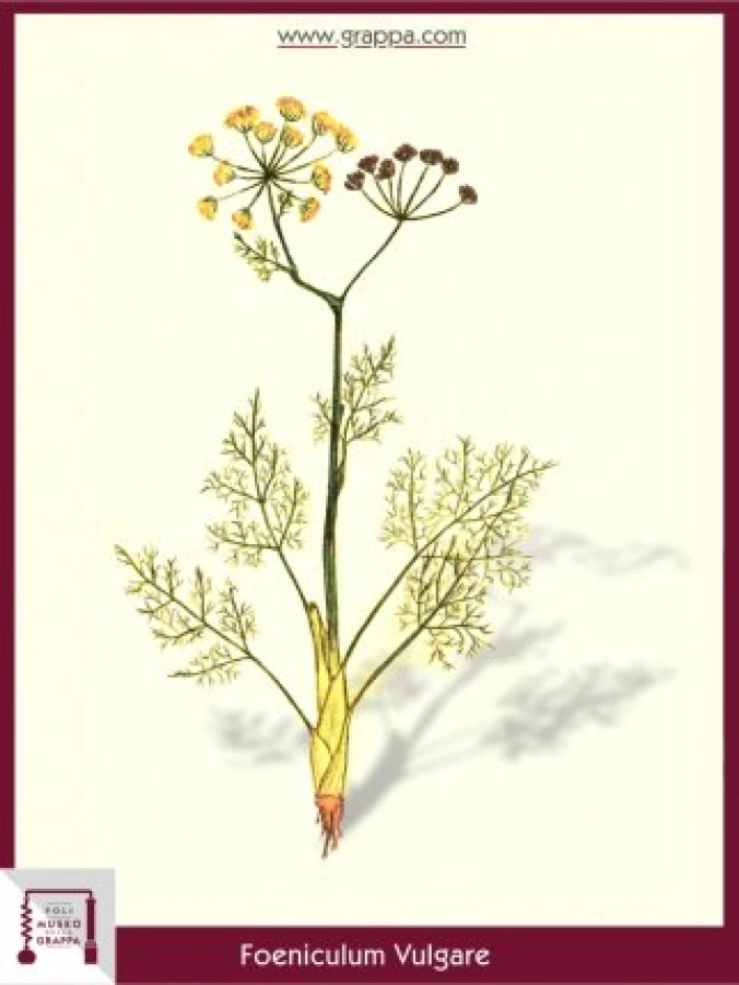 foeniculum_vulgare