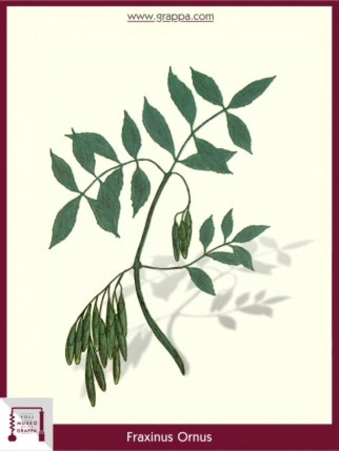 fraxinus_ornus