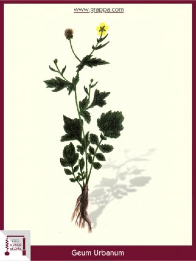 geum_urbanum