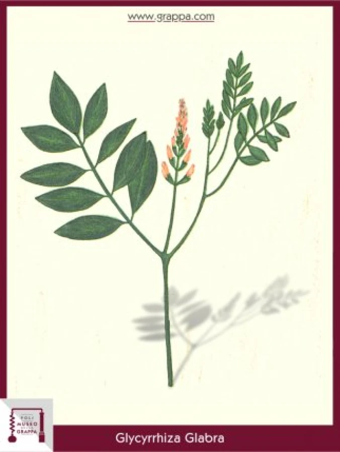 glycyrrhiza_glabra