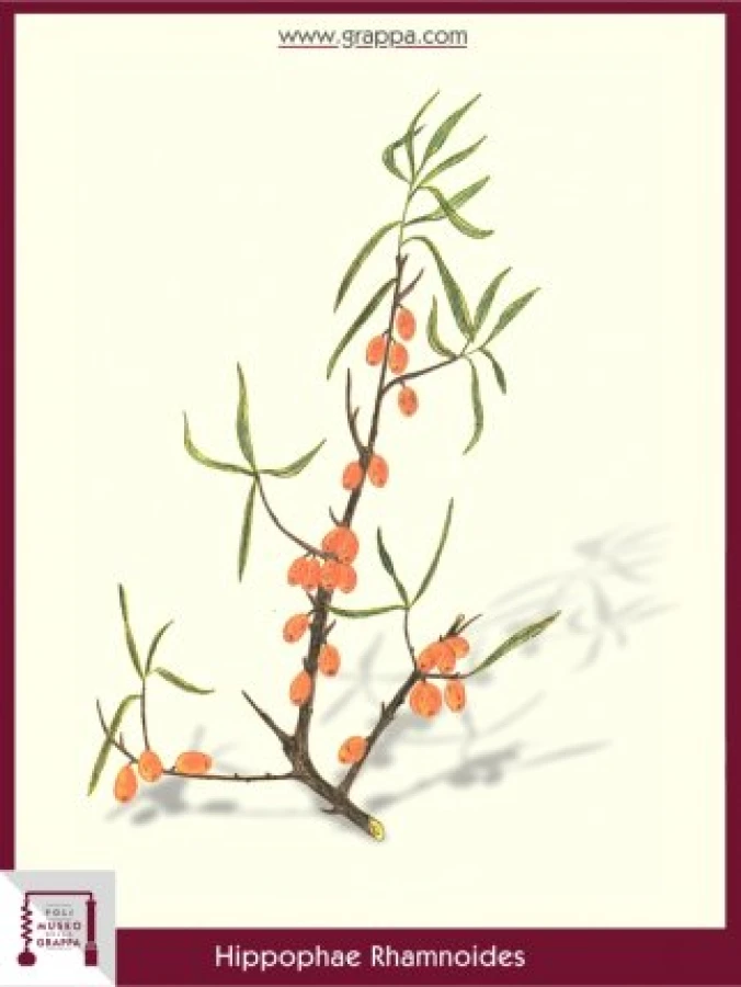 hippophae_rhamnoides