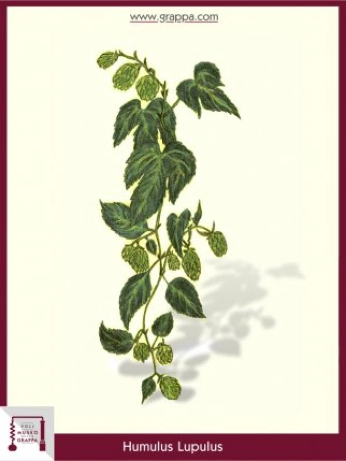 humulus_lupulus