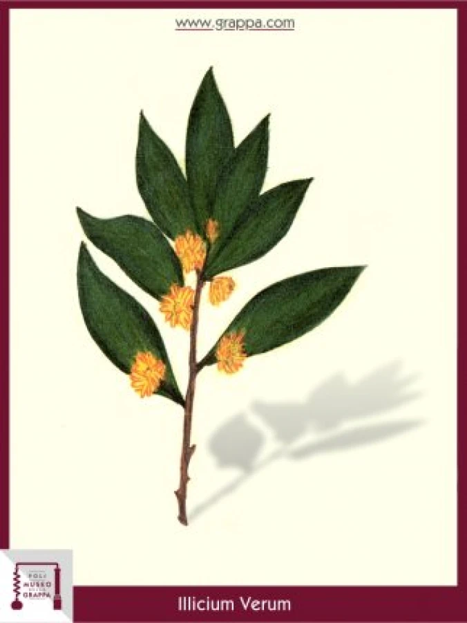 illicium_verum