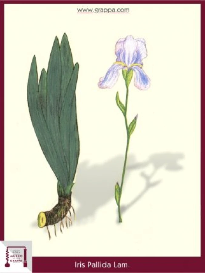 iris_pallida