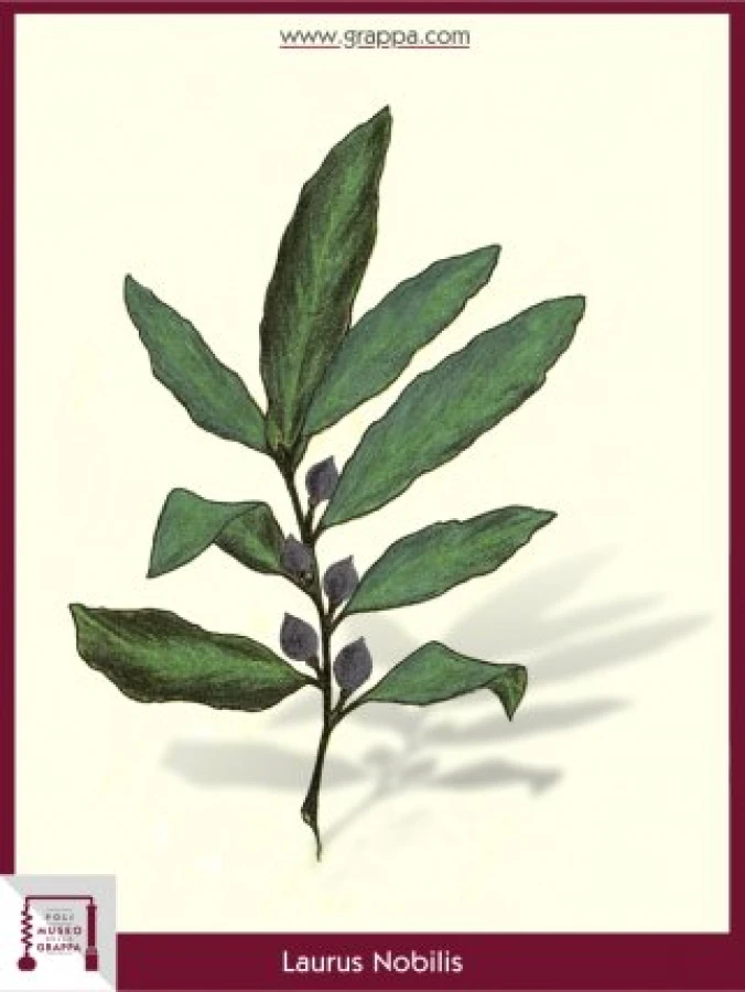 laurus_nobilis