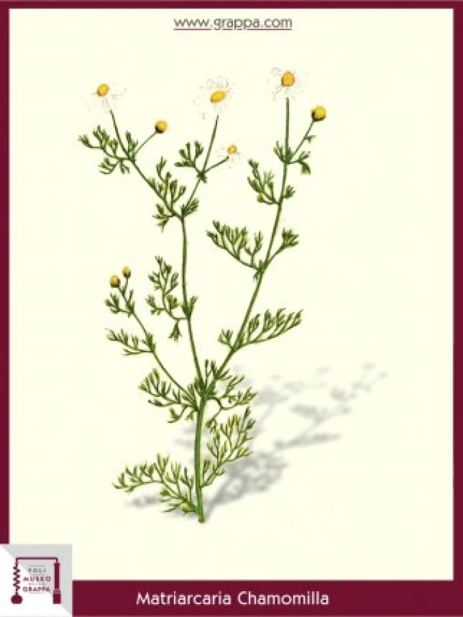 matriarcaria_chamomilla