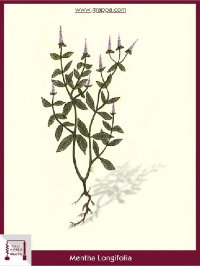 mentha_longifolia