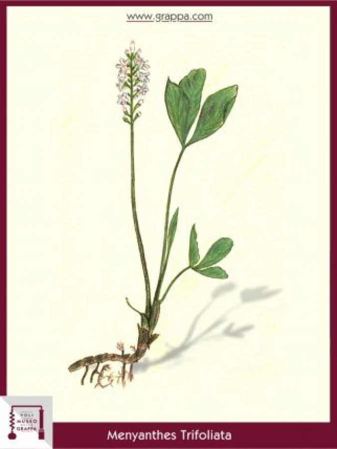 menyanthes_trifoliata