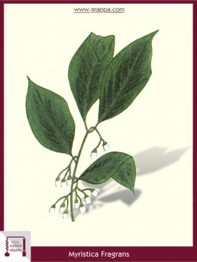 myristica_fragrans