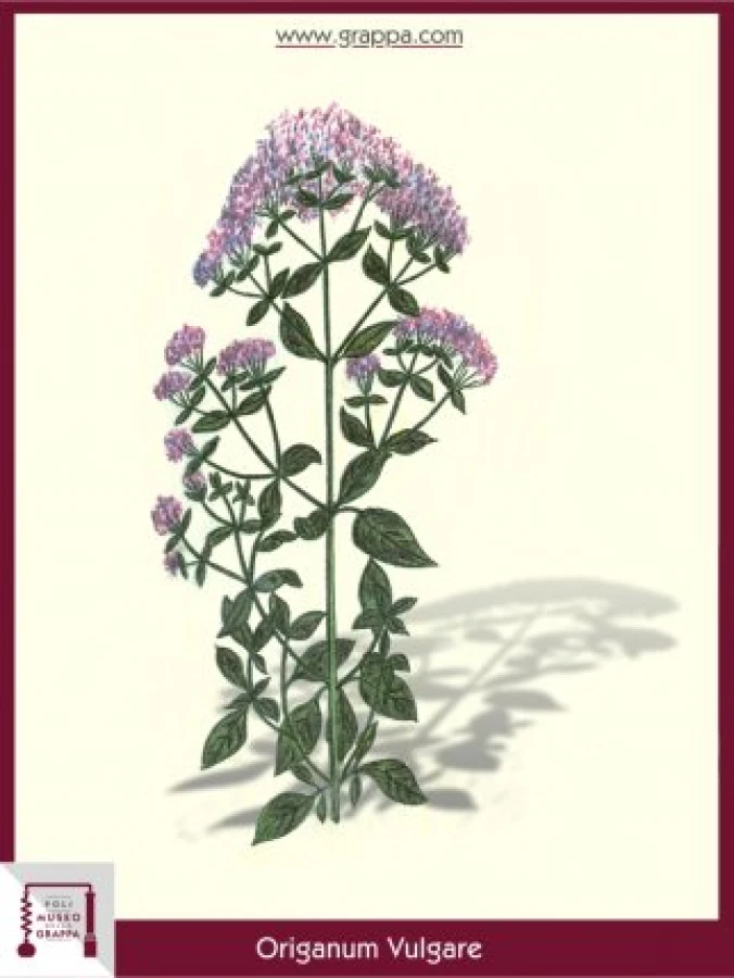 origanum_vulgare