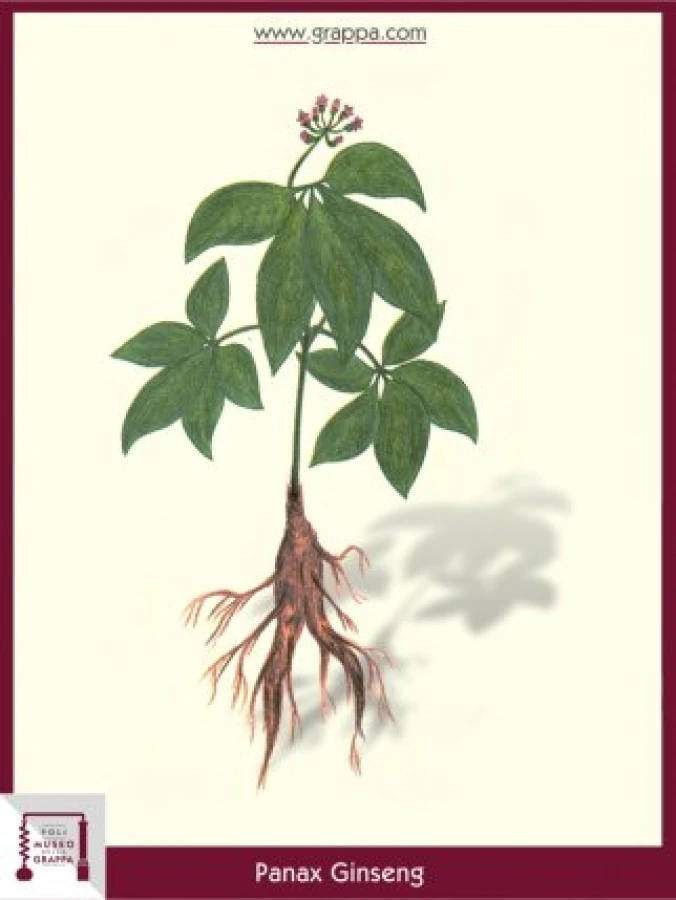 panax_ginseng