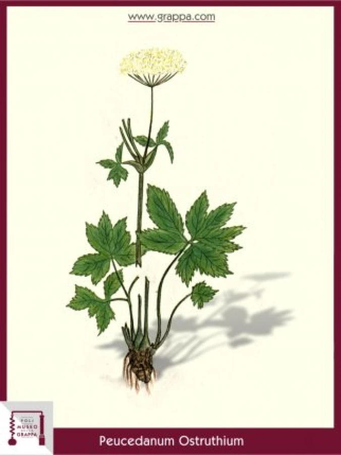 peucedanum_ostruthium