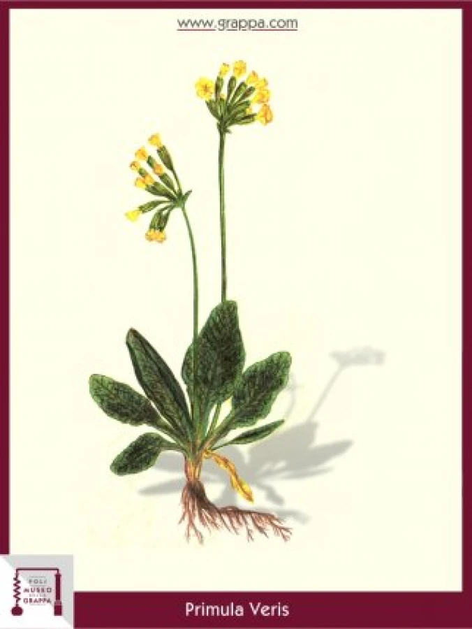 primula_veris