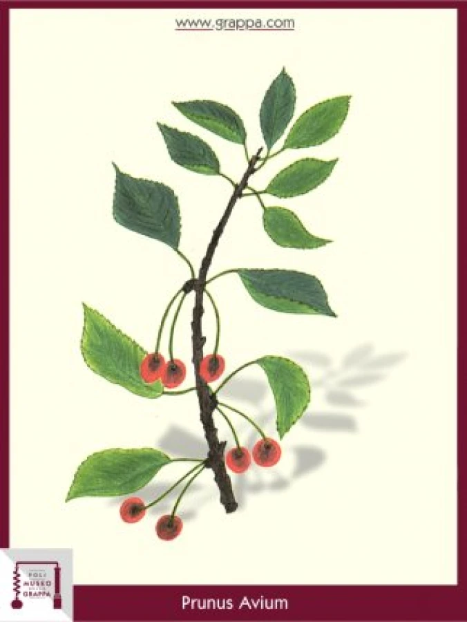 prunus_avium