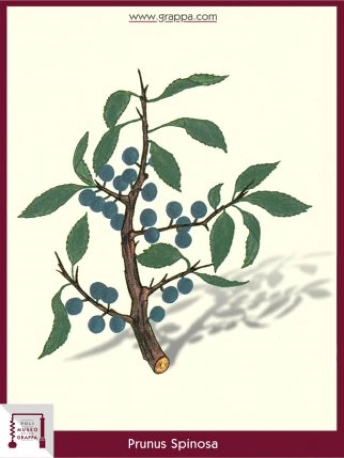 prunus_spinosa