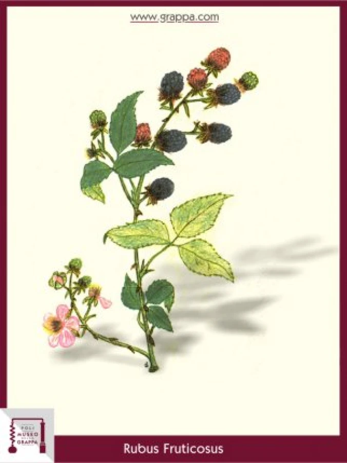 rubus_fruticosus