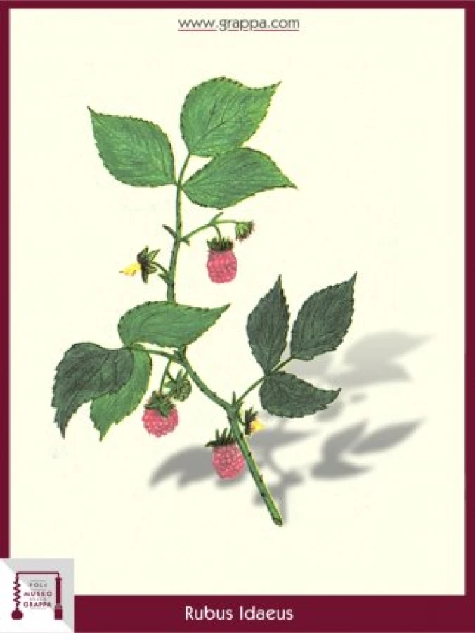 rubus_idaeus