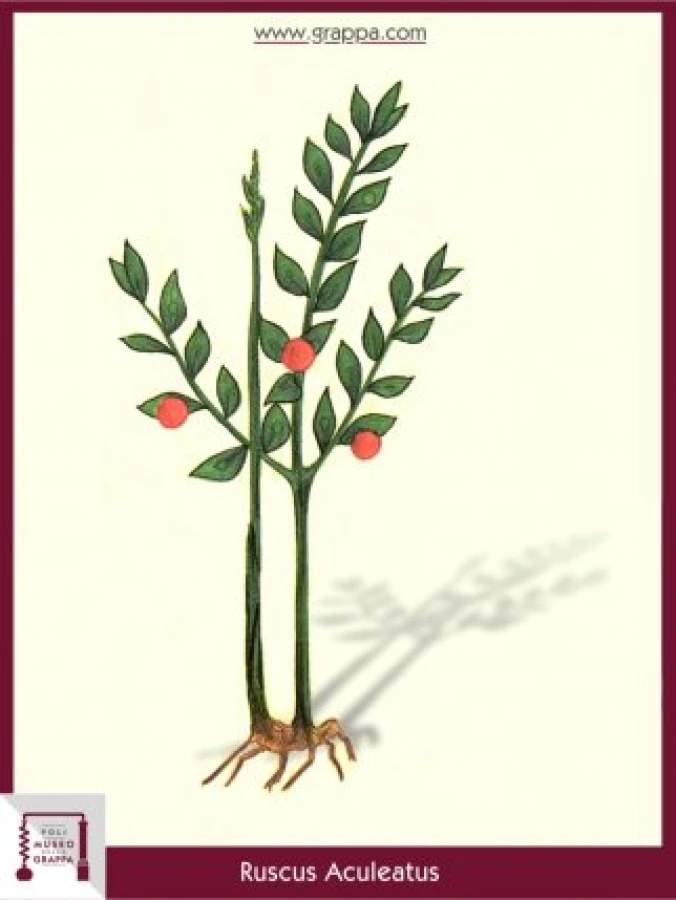 ruscus_aculeatus