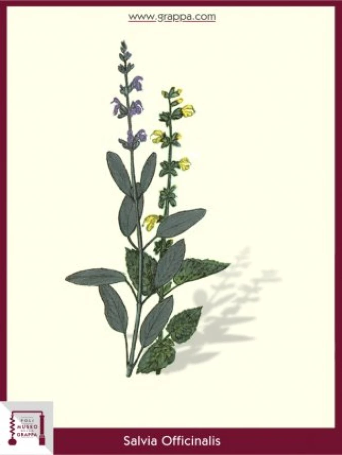 salvia_officinalis