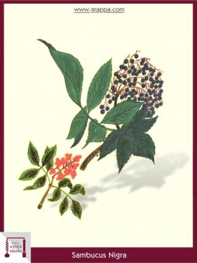 sambucus_nigra