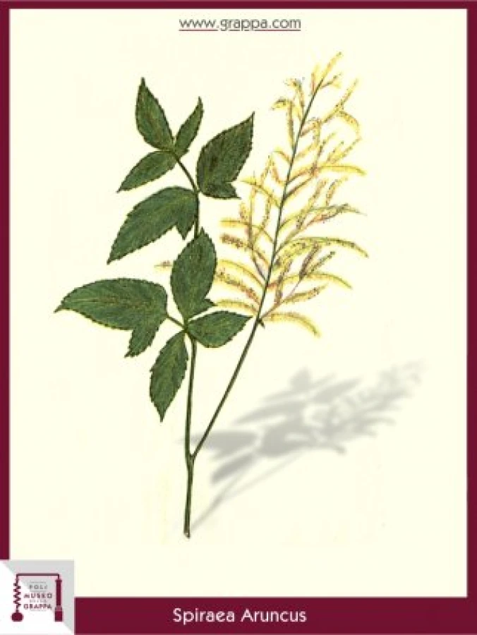 spiraea_aruncus