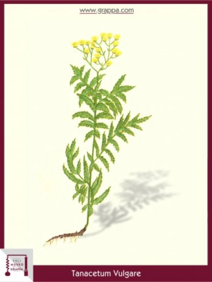 tanacetum_vulgare