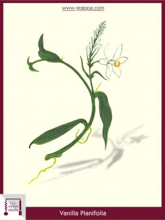 vanilla_planifolia